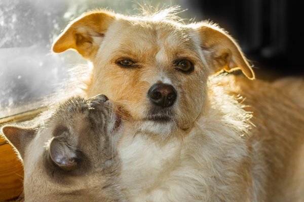 Assicurazione per cani e gatti